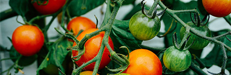 Colored tomatoes